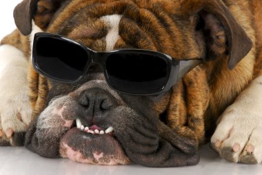 güzel köpek