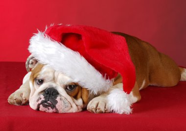 Noel köpek yavrusu