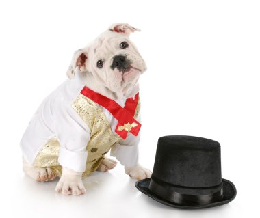 erkek köpek kılığına girmiş