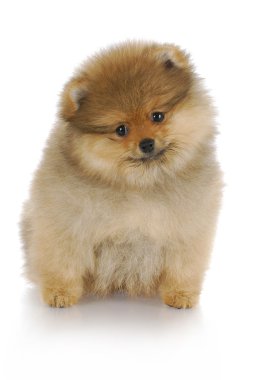 Pomeranian köpek yavrusu