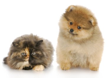 yavru kedi ve köpek yavrusu