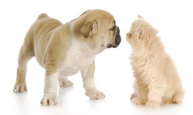arkadaşlar yavru kedi ve köpek yavrusu