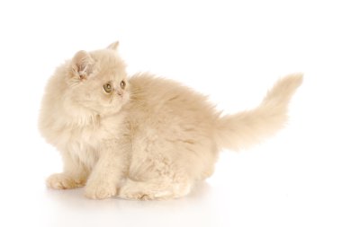 yavru kedi kuyruk sallama seyir