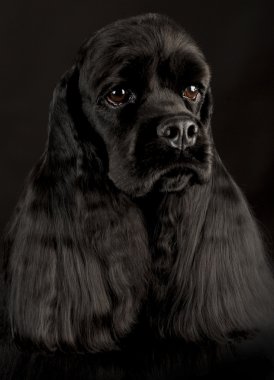 yavru horoz İspanyol baş portre