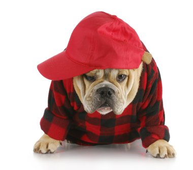 ülke köpek