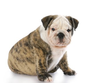 İngilizce bulldog yavrusu
