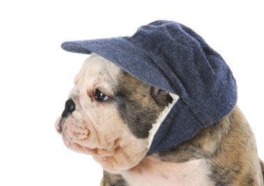 Köpek Giyim Kış şapka