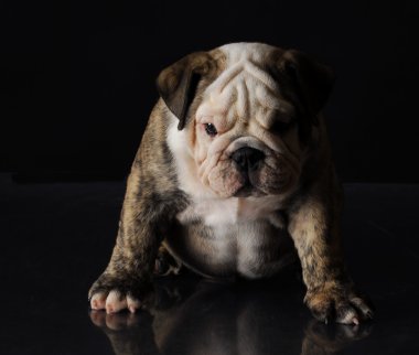 İngilizce bulldog yavrusu