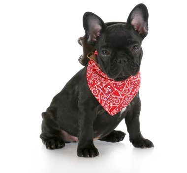 Batılı köpek