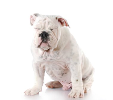 köpek gözlerini kısarak