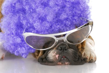 köpek kılığına girmiş bir palyaço gibi