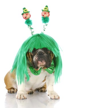 St patricks günü köpek