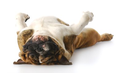 baş aşağı köpek