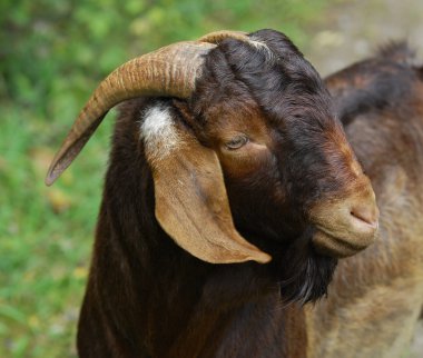 Boer buck portre