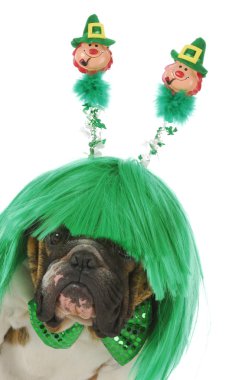 St patricks günü köpek