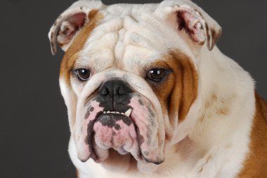 Bulldog baş portre