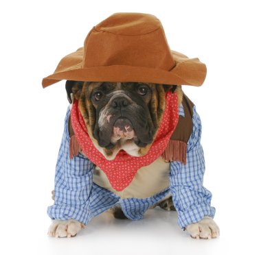 köpek kılığına girmiş bir kovboy gibi