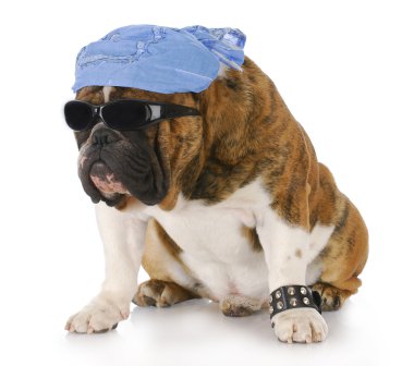 güzel köpek