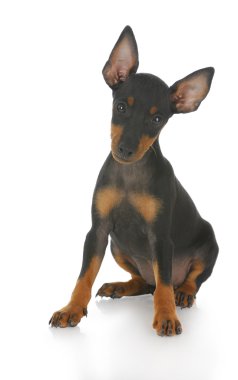 Genç köpek yavrusu