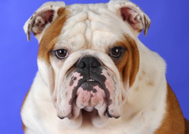 İngilizce Bulldog