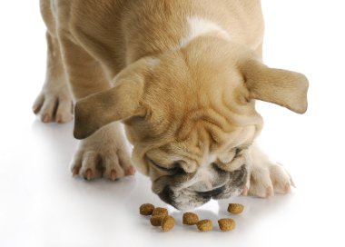 yavru köpek maması ile