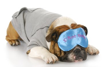 köpek uyurken