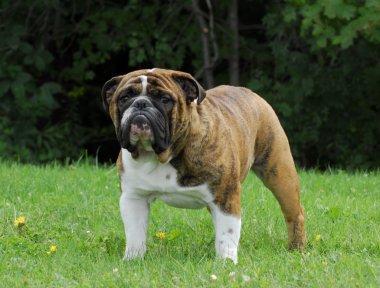 brindle İngilizce bulldog