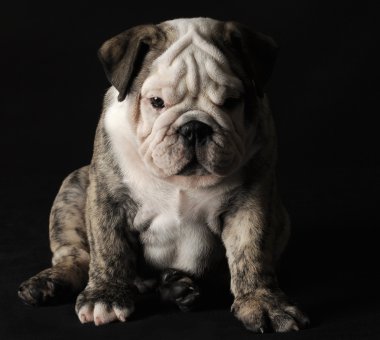 Bulldog yavrusu