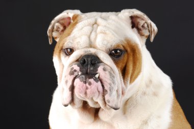 İngilizce bulldog portre