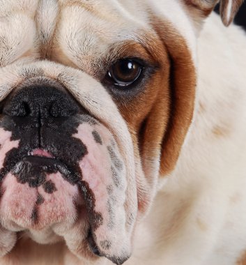 Bulldog makro