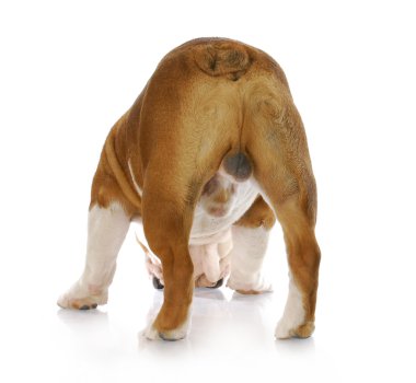 Male dog backside clipart