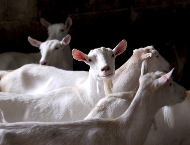 dairy goat herd clipart
