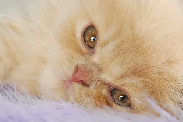 Detalles gatito persa — Foto de Stock