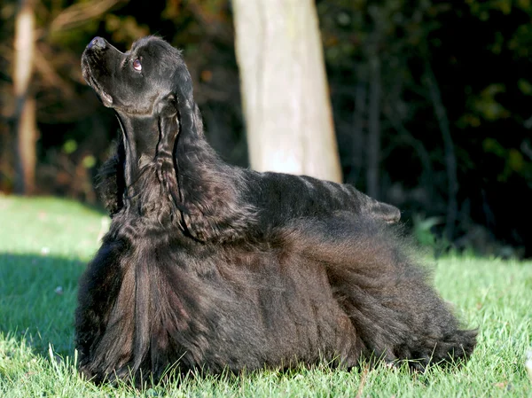 Cocker spaniel — Stock Photo, Image