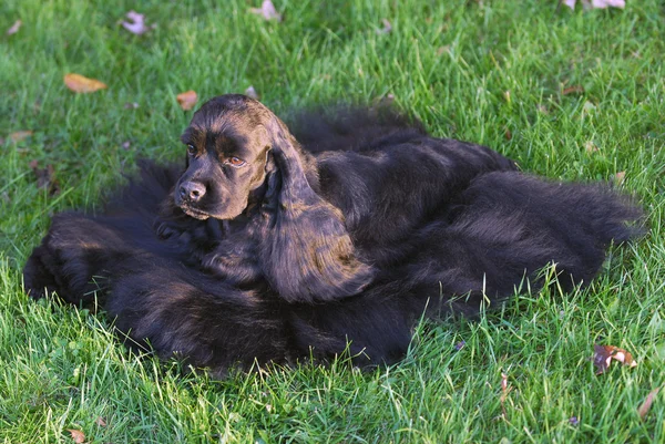 Cocker spaniel —  Fotos de Stock