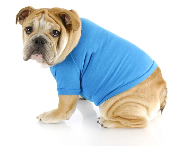 Hund trägt Pullover — Stockfoto