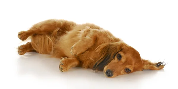 Anjing berbaring di samping — Stok Foto