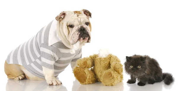 Gatinho com medo de cão — Fotografia de Stock