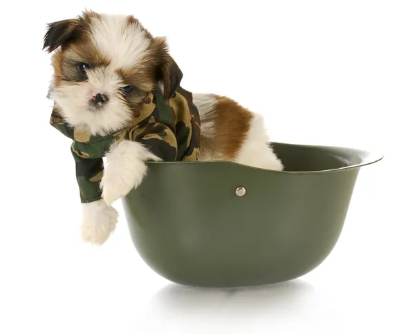 Cute puppy in camo — Stock Photo, Image