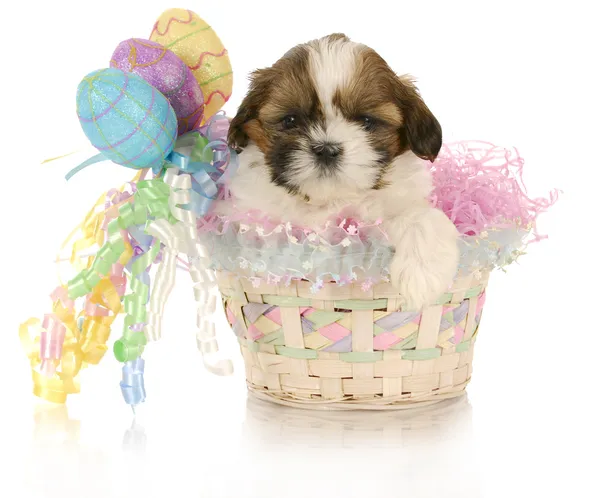 Easter puppy — Stock Photo, Image