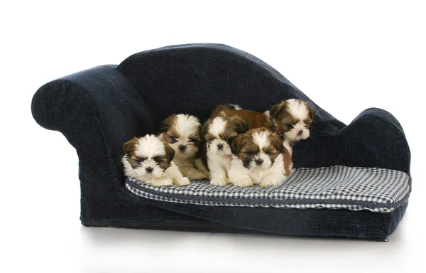 Nest puppies — Stockfoto