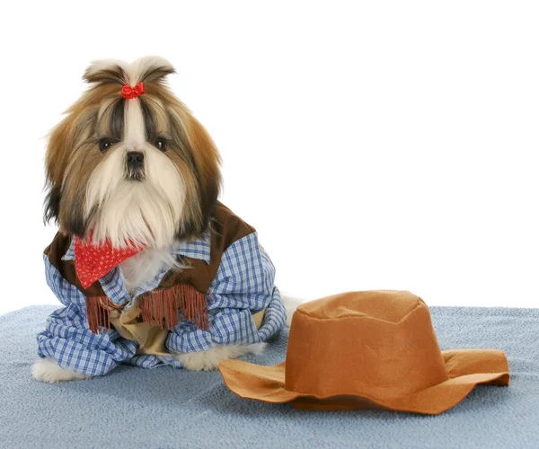 Western puppy — Stock Photo, Image