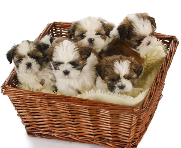 Litter of puppies — Stock Photo, Image