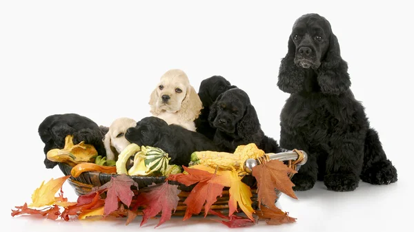 Litter of puppies — Stock Photo, Image