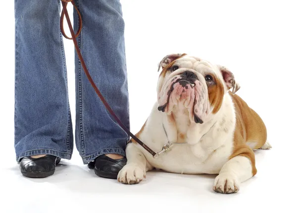 Treinamento de obediência cão — Fotografia de Stock