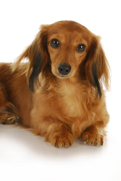 Miniature dachshund — Stock Photo, Image