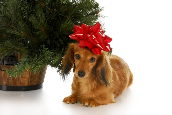 Cachorro para o Natal — Fotografia de Stock