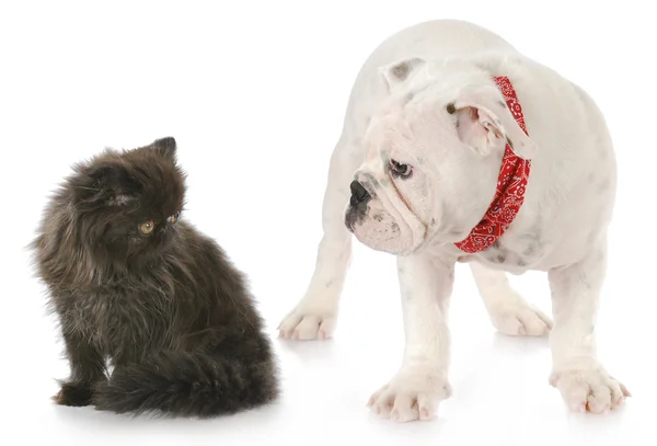 Puppy en kitten — Stockfoto