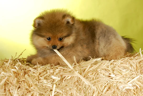 Puppy laying on straw bale — Stock Photo, Image