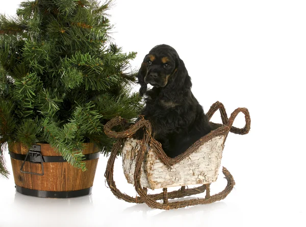 Cute christmas puppy — Stock Photo, Image